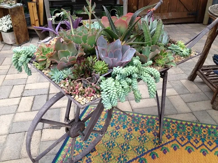succulent wheelbarrow what greenery goes with succulents