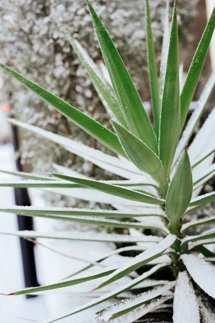 succulents that are frost resistant yucca in winter