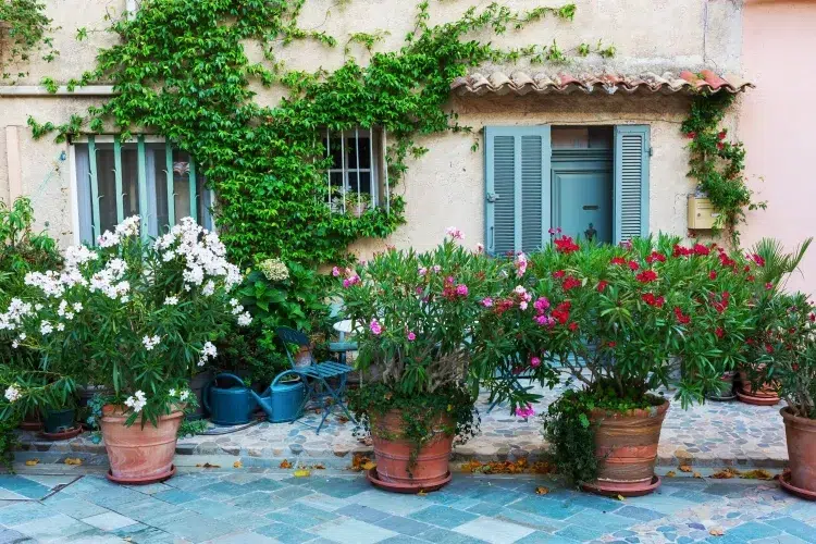 the best shrubs for a south facing patio garden to grow in pots