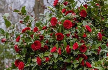 top 3 red flowering shrubs to plant in fall for a beautiful garden