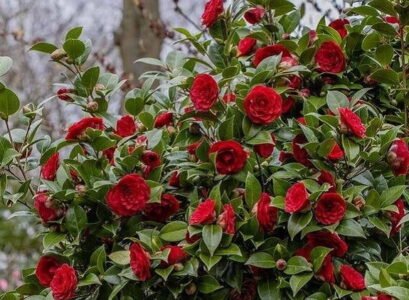 top 3 red flowering shrubs to plant in fall for a beautiful garden