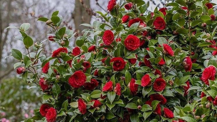 top 3 red flowering shrubs to plant in fall for a beautiful garden