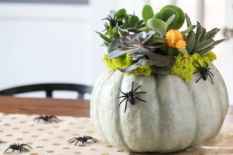 what are succelent pumpkins diy ideas family halloween activity