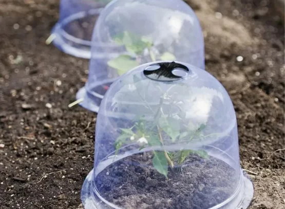 what can i use as a frost blanket