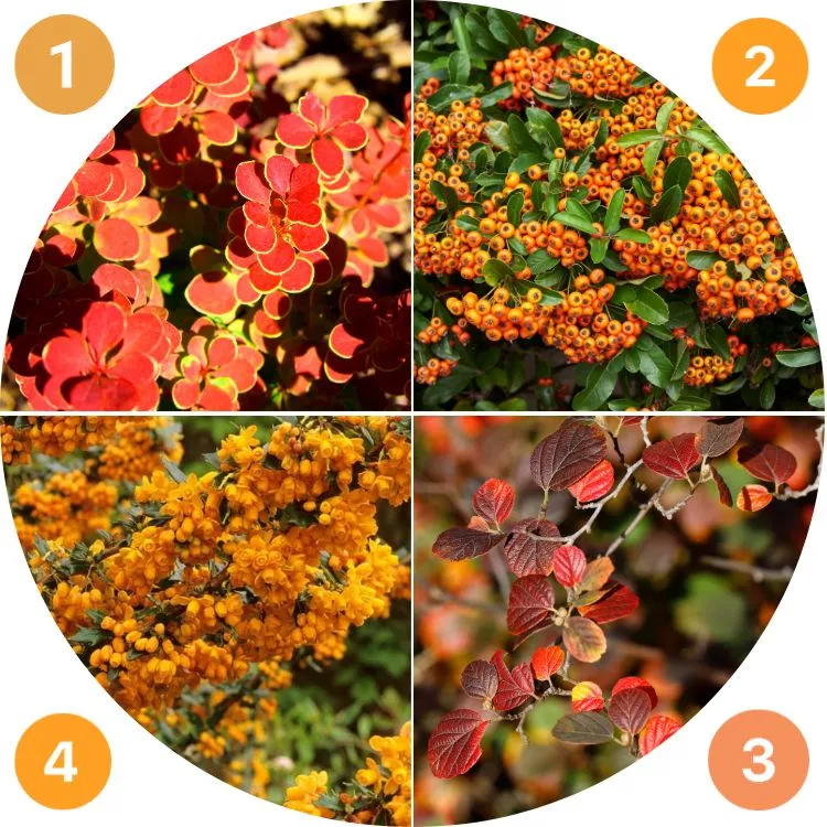 what decorative shrubs for an orange garden in autumn