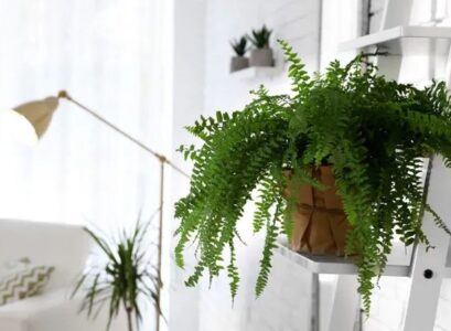 when to bring ferns inside to protect them from the cold