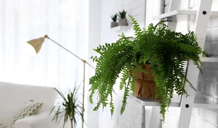 when to bring ferns inside to protect them from the cold