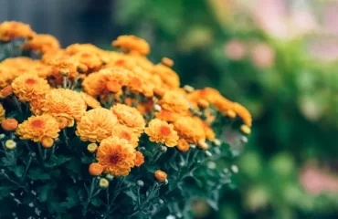 when to prune chrysanthemums past flowering eliminate dry damaged stems