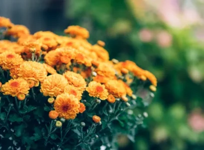 when to prune chrysanthemums past flowering eliminate dry damaged stems