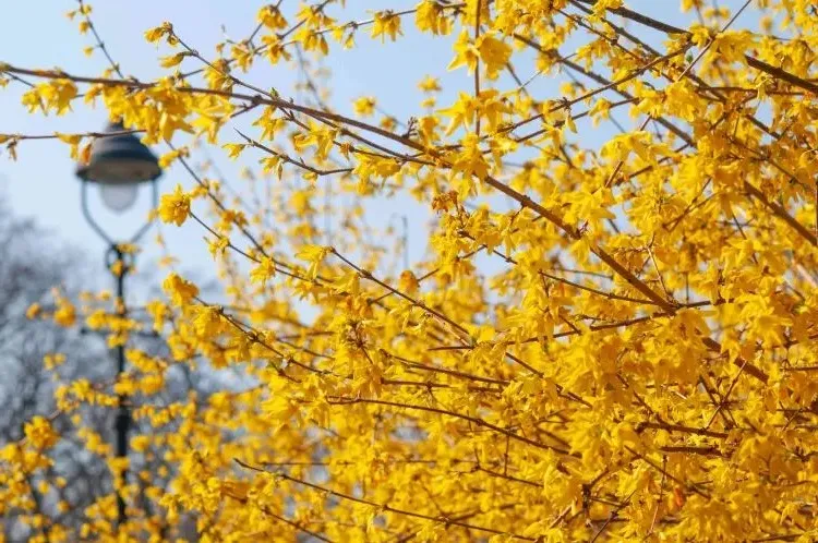 when to prune forsythia october