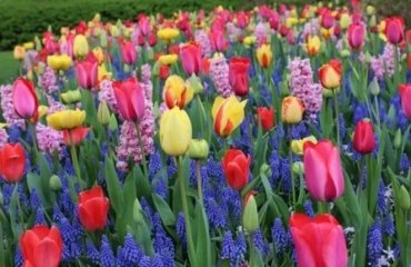 where and when to plant tulip bulbs easy guide