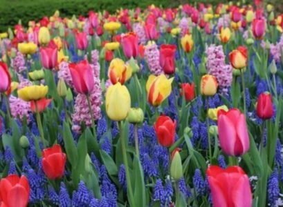 where and when to plant tulip bulbs easy guide