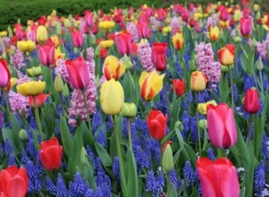 where and when to plant tulip bulbs easy guide