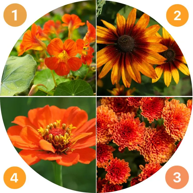 which flowers to plant for an orange garden in autumn