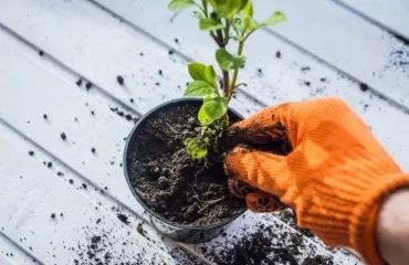 which household agent to use against flies in the potting soil cinnamon