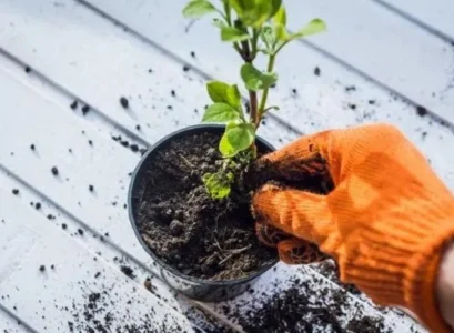 which household agent to use against flies in the potting soil cinnamon