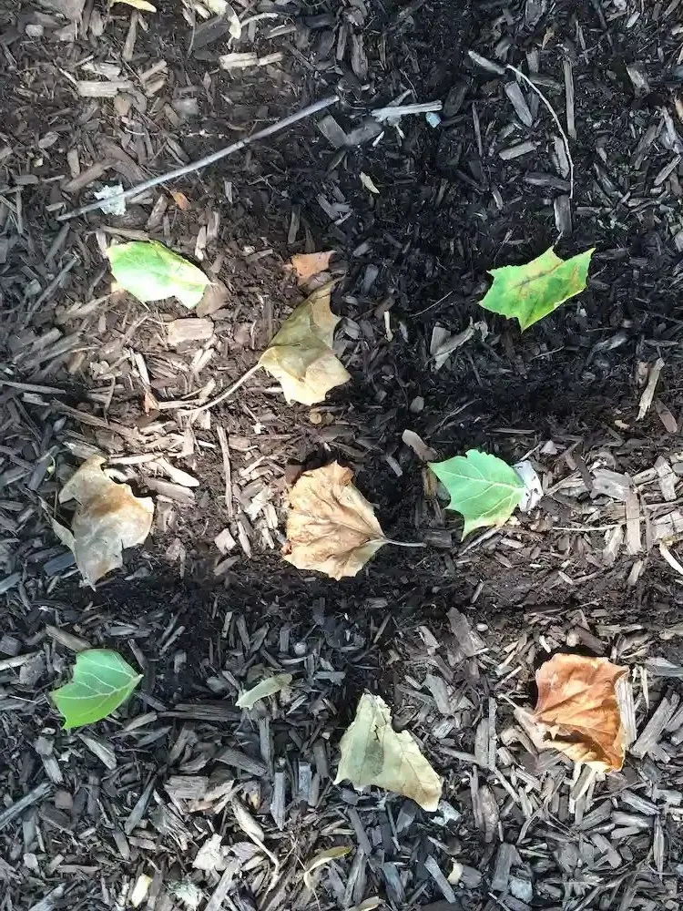which leaves as mulch to use and prevent eventual risk