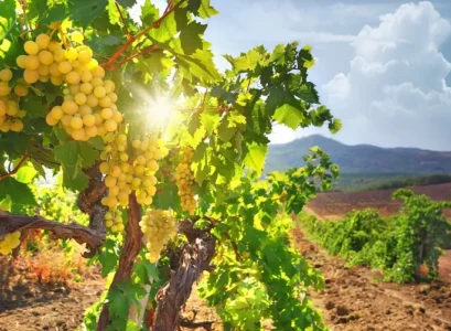 which plants need no pruning in california grape vines