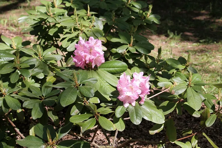 which plants you should never prune in october azaleas