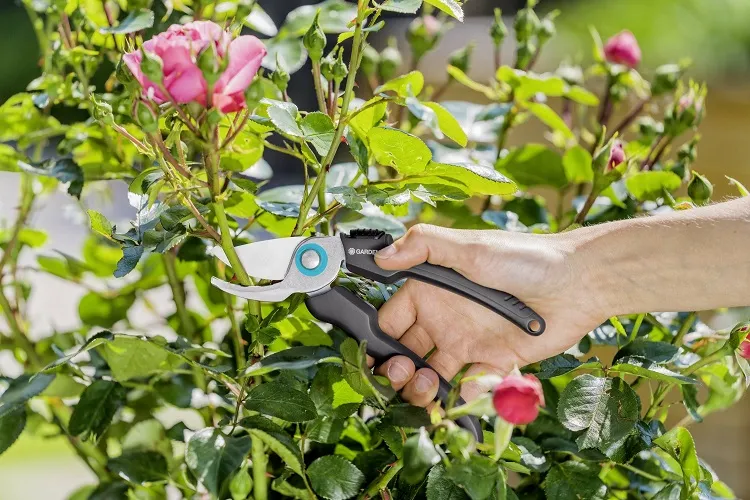 which plants you should never prune in october rose varieties