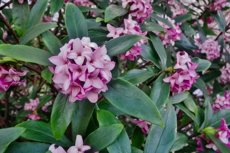 which shrub flowers all year round beautiful delicate daphne
