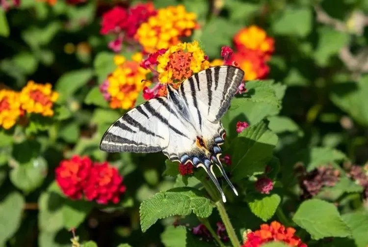 which shrub flowers all year round the lantana