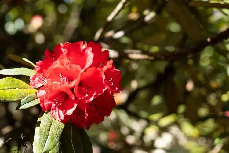 which shrub flowers in red rhododendron