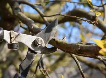 which trees and shrubs should not be pruned in october fall