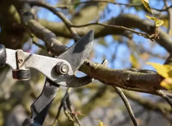 which trees and shrubs should not be pruned in october fall