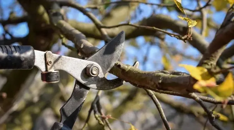 which trees and shrubs should not be pruned in october fall