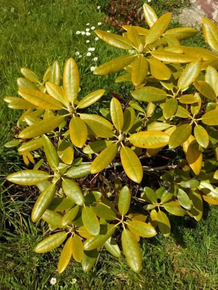 why are the leaves on my rhododendron turning yellow and falling off