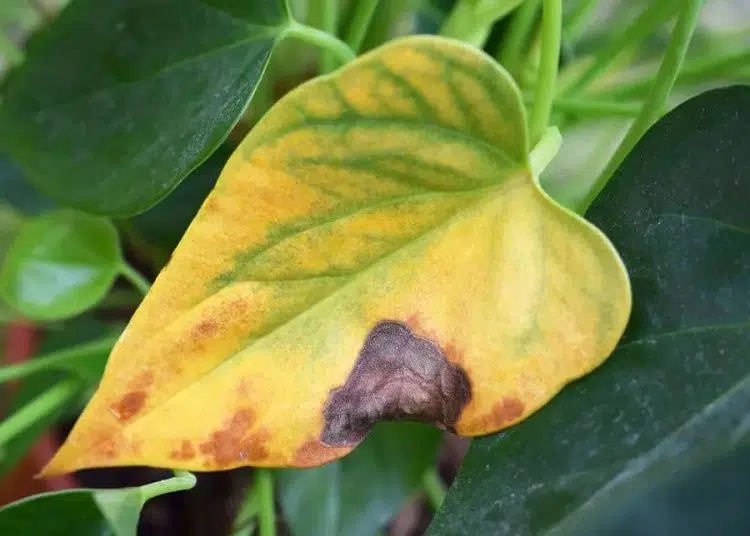 why dipladenia has yellow leaves solutions