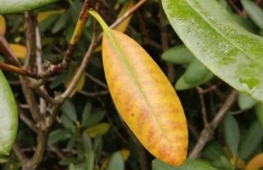 why is my rhododendron getting yellow leaves possible causes