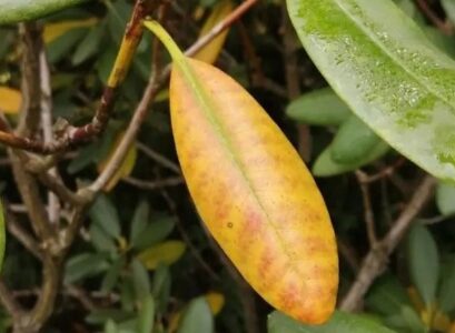 why is my rhododendron getting yellow leaves possible causes
