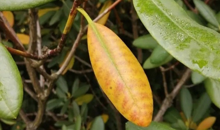why is my rhododendron getting yellow leaves possible causes