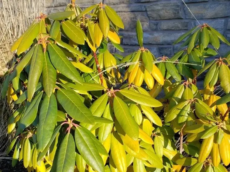 why is my rhododendron getting yellow leaves