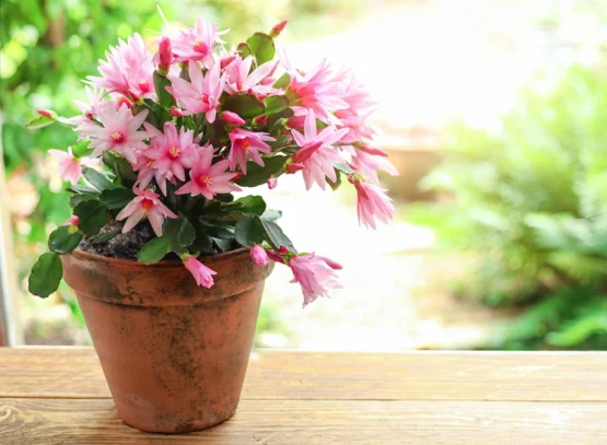 christmas cactus care tips for lush blooms