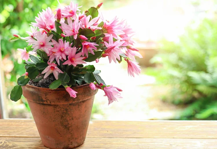 christmas cactus care tips for lush blooms