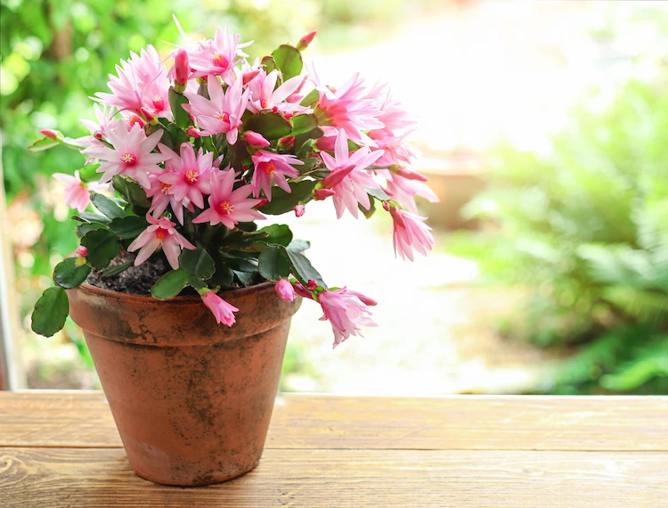 christmas cactus care tips for lush blooms