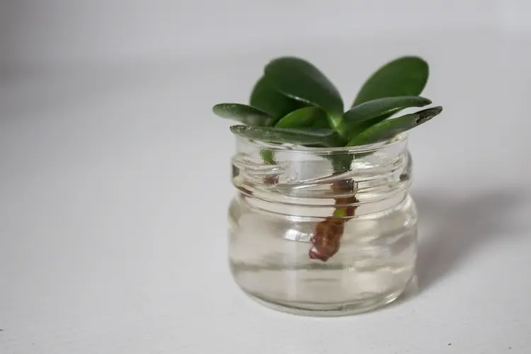 cuttings can also be grown in a glass with water