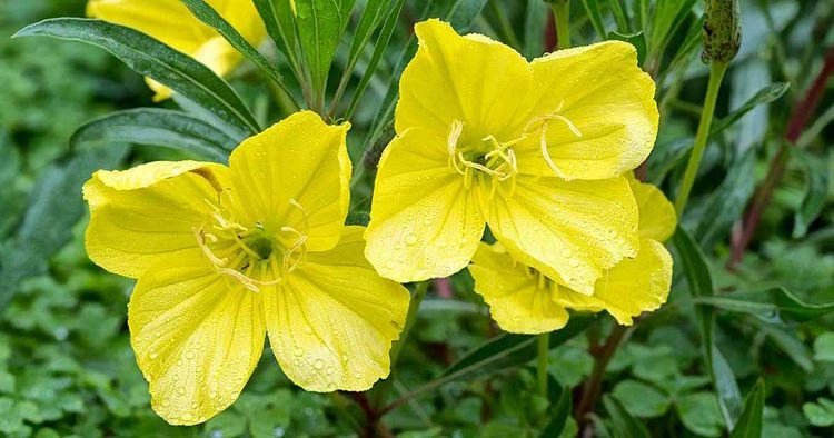 evening primrose as a flowering ground cover
