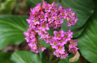 evergreen hardy bergenia