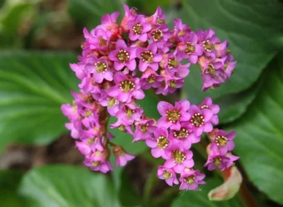 evergreen hardy bergenia