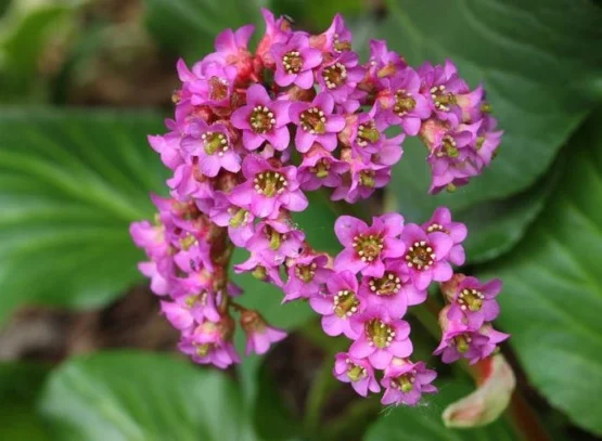 evergreen hardy bergenia