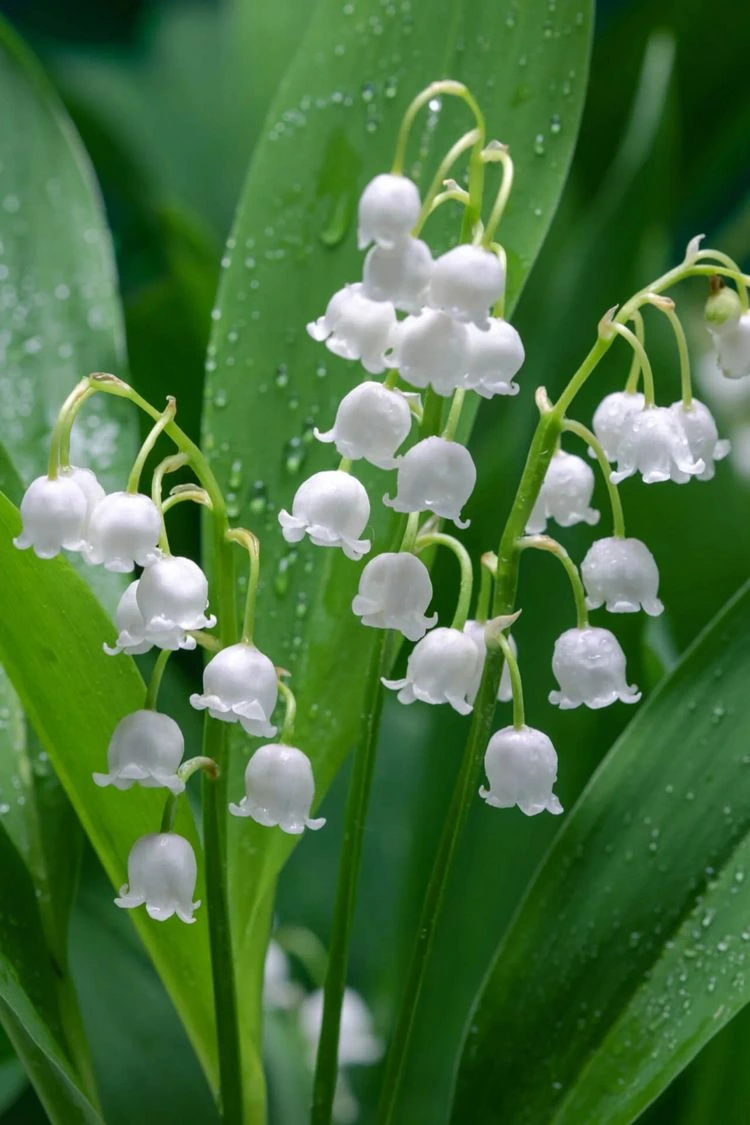 hardy and blooming ground covers lily of the valley