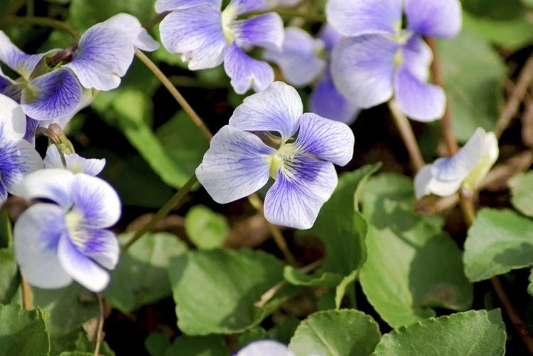 hardy and blooming ground cover violet