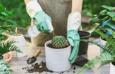 how often should i water a cactus