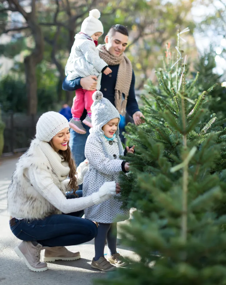 how to care for a cut christmas tree mistakes to avoid