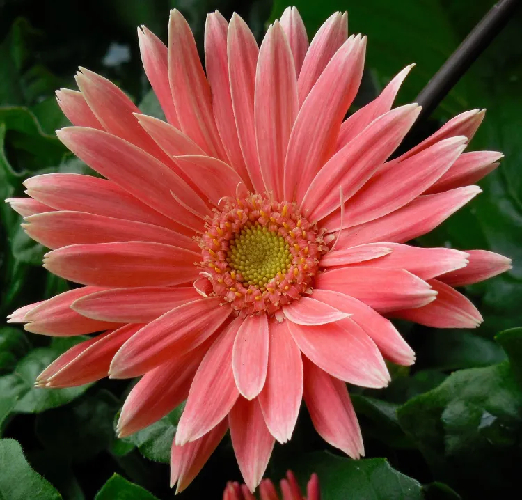 how to plant the gerbera or when to water in winter maintenance tips