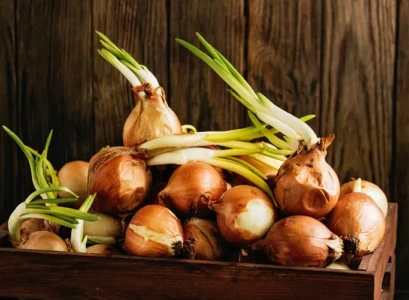 how to prevent onions from sprouting